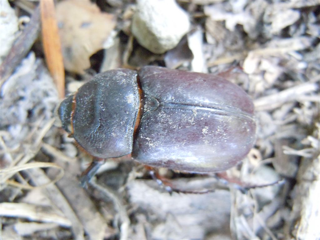 Oryctes nasicornis femmina morta